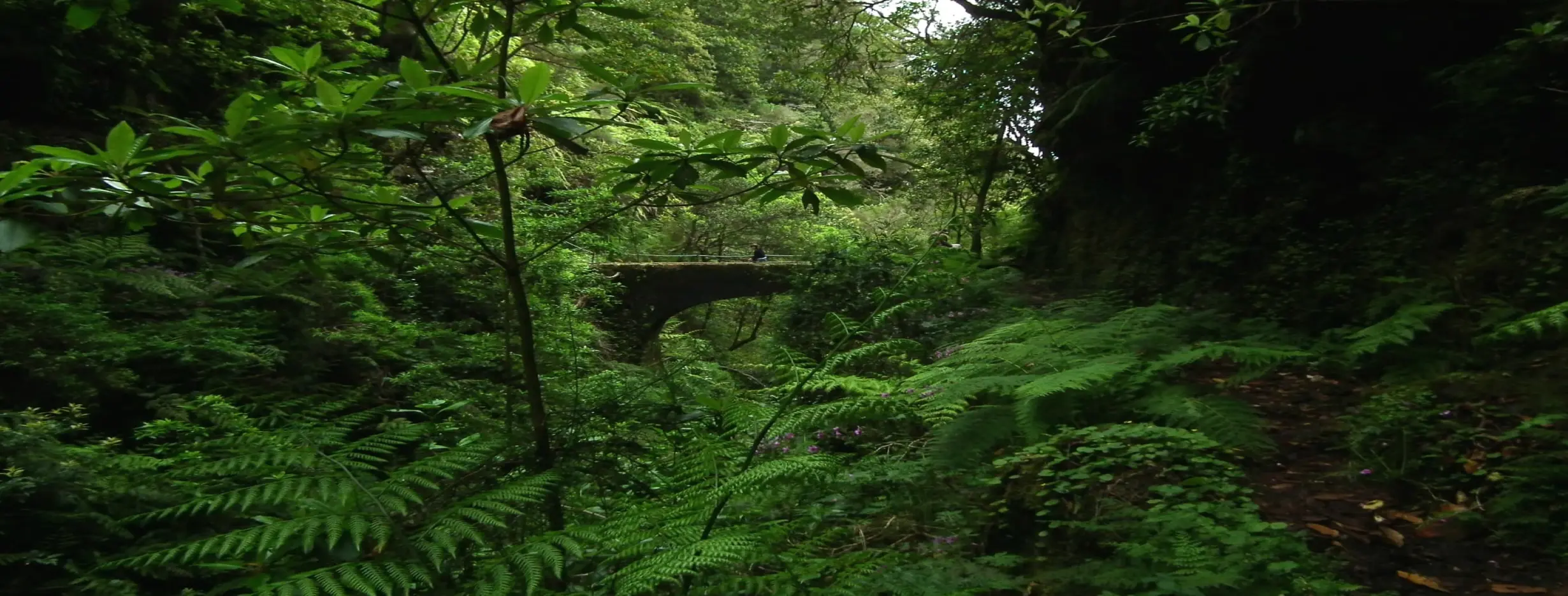 Image for Laurisilva Forest